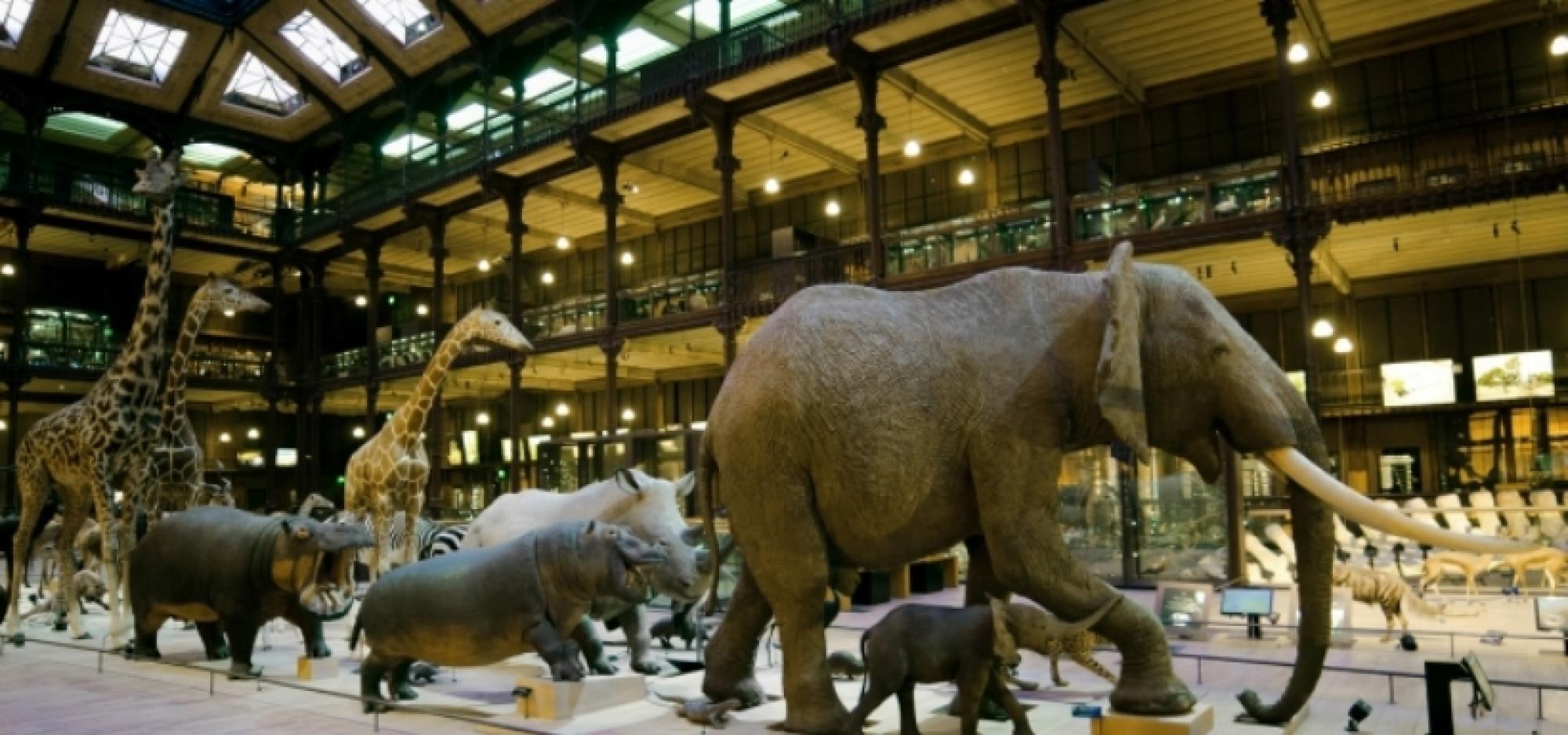 Grande Galerie de l'Évolution