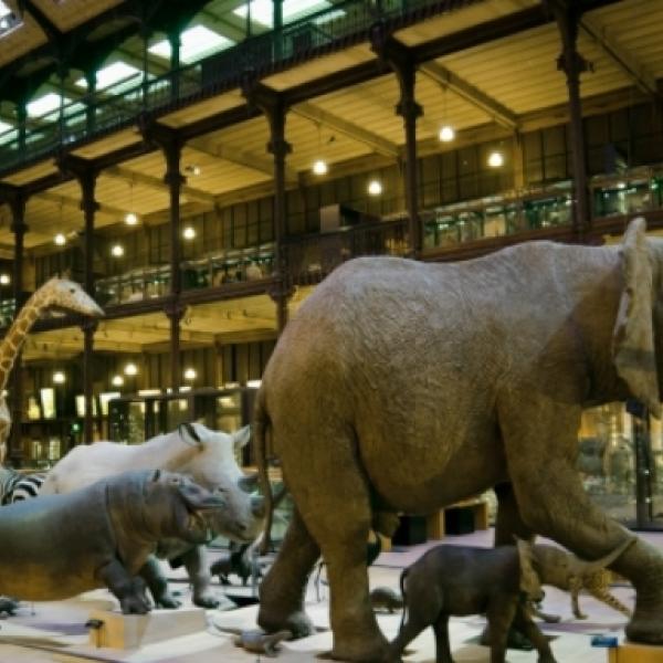 Grande Galerie de l'Évolution